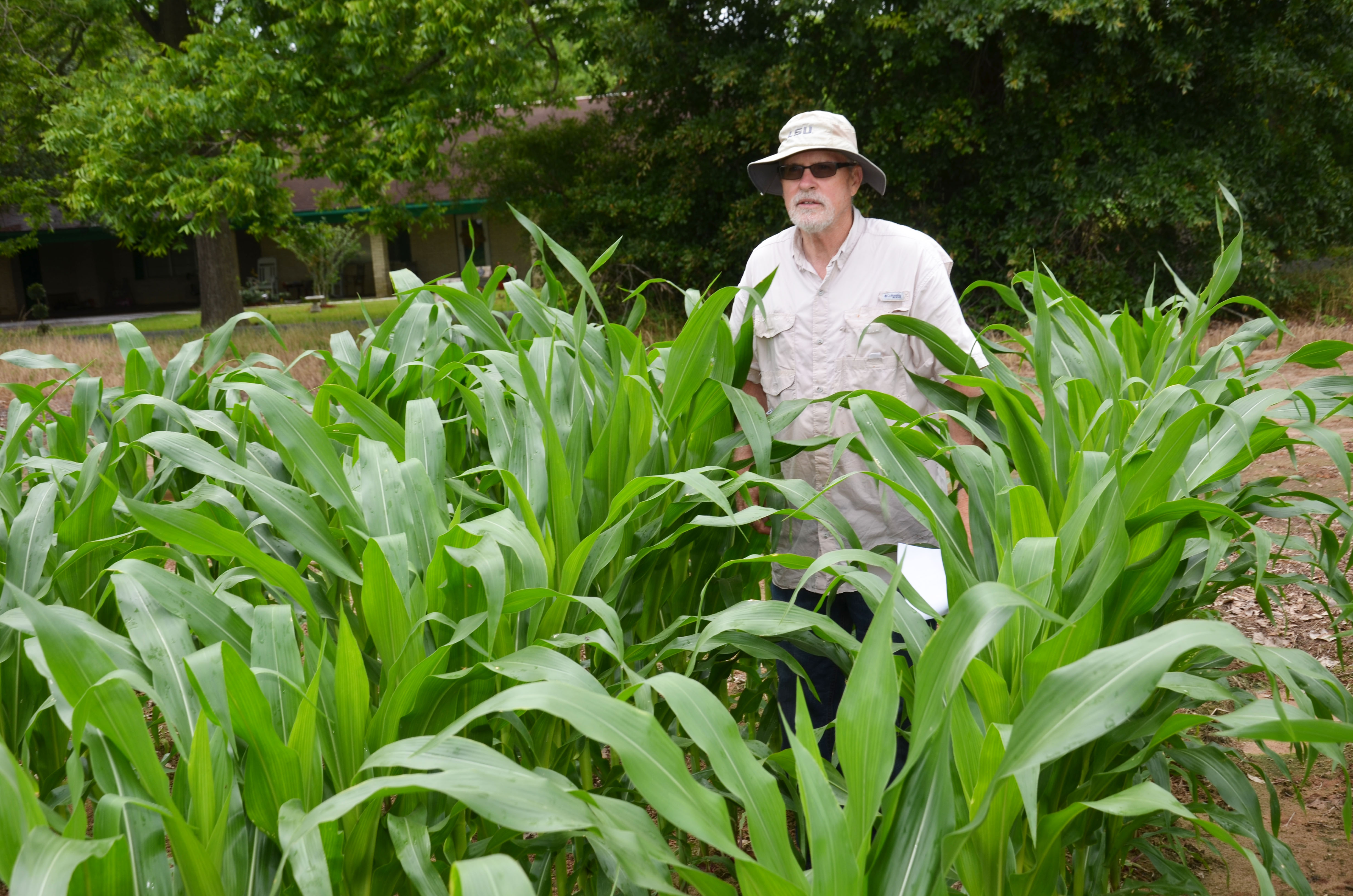 Project seeks to find optimum N rates for corn-soybean rotation